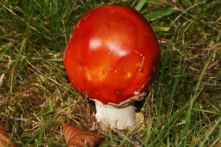 Granny Fly Agaric