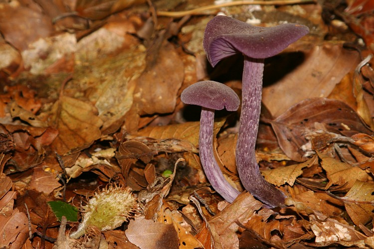 Amethyst Deceiver