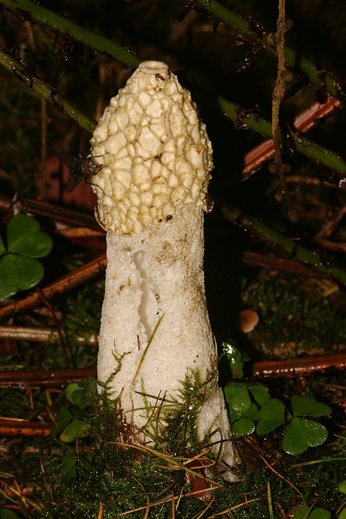 Stinkhorn3