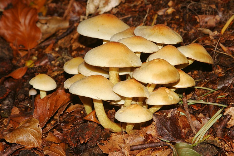 Sulphur Tuft