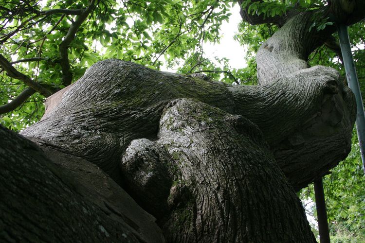 Balmerino Chestnut