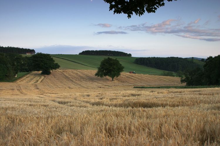 Barley Field