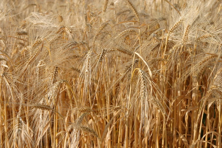 Barley