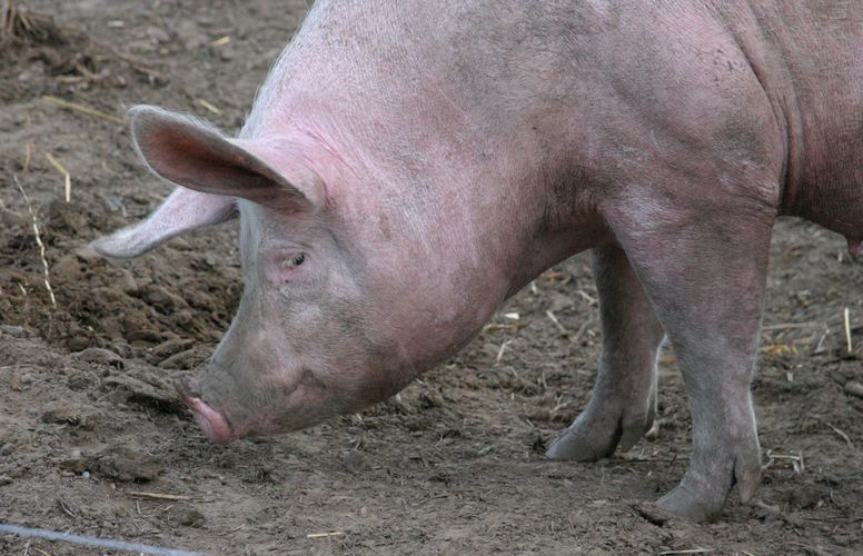 Pig
