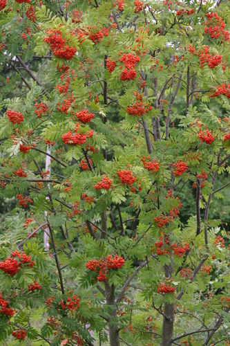 Rowan