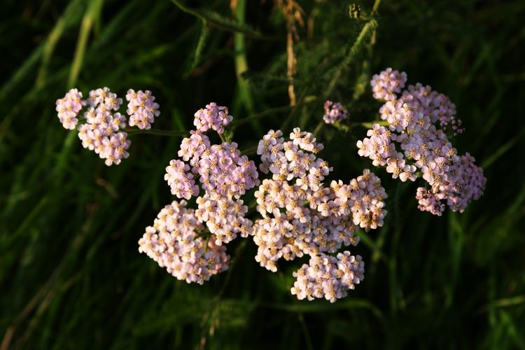 Small Flower