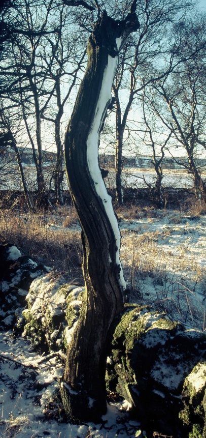 Tree Stump