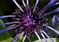 Image:Cornflower