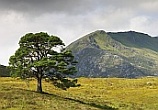 Tom a'Choinnich and tree
